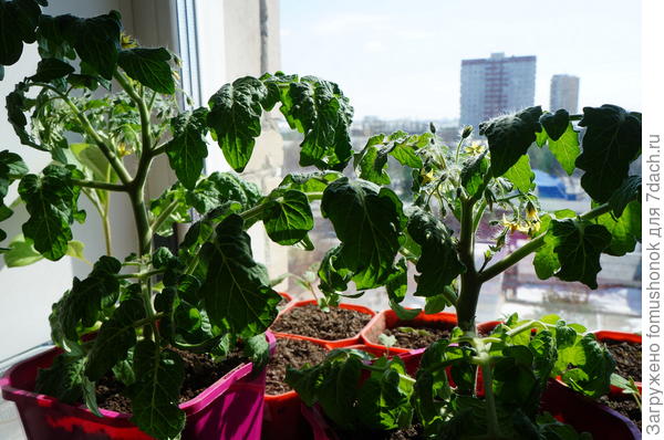 Это &quot;Балконное чудо&quot;. Цветут и уже завязались два помидорчика.