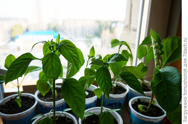 Перчики тоже набрали бутончики.