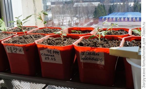 Томатики растут потихонечку.