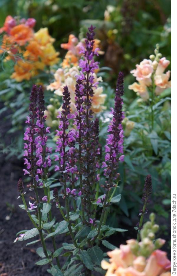 С сальвией, по-моему, тоже хорош.)