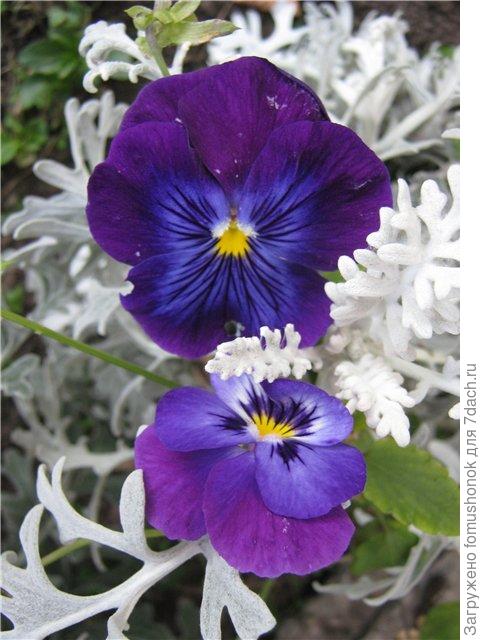 У меня  &quot;Серебрянная пыль&quot; дружила с виолами.