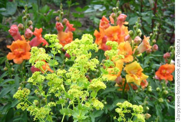 Львиный зев &quot;ромАнил&quot;)) с манжеткой,