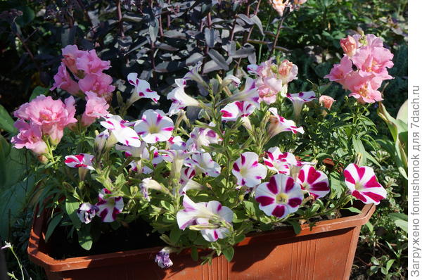 с петунией...