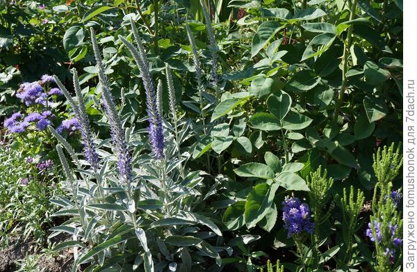 Вот такую пересаживала.