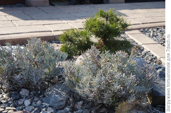 Андромеды распушились.