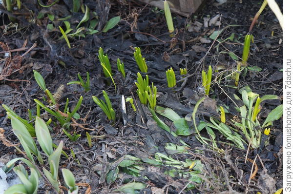 Цветочки торопятся на встречу с солнышком.