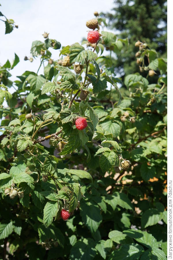 Сегодня и первые 5 ягодок малины съели.