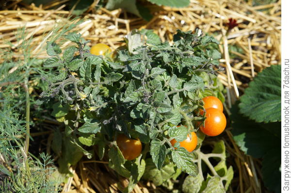 Помидорки в открытом грунте. Третья &quot;волна&quot;.