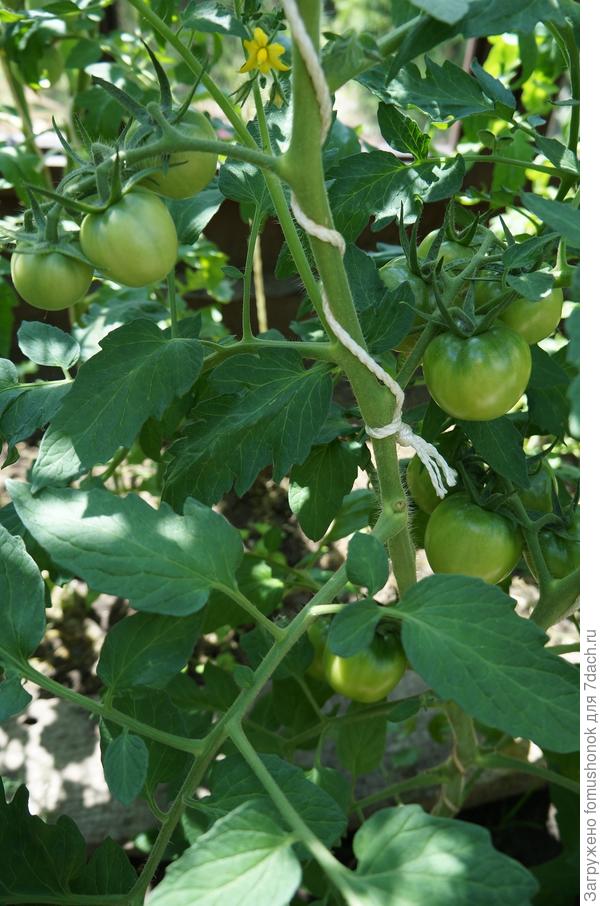 Все ещё зелёненькие.