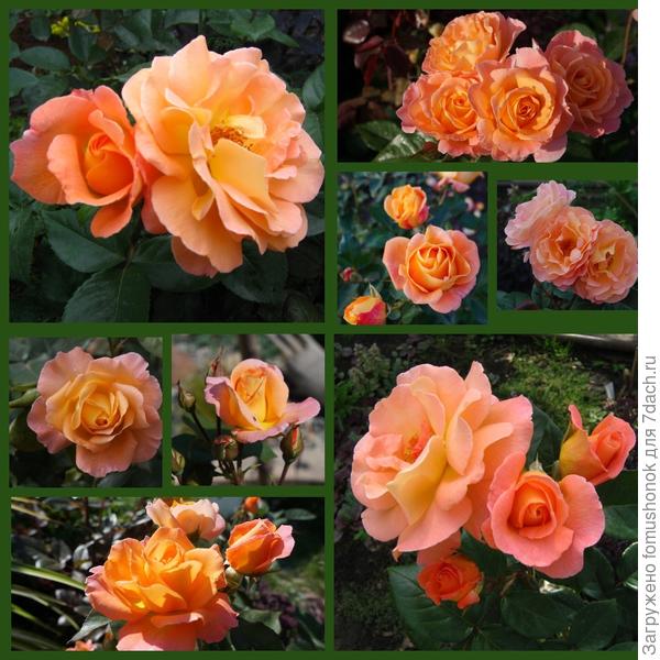 Это ли не чудо?!