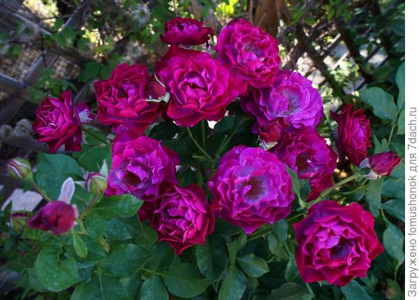 Она же вечером.