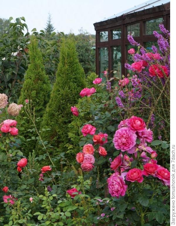 Тут RU самая высокая справа, за дербенником. Левее виден её молодой голенастый побег с бутонами. Побег притяну ближе к кусту подвязкой. Если не подвязывать, то под тяжестью соцветий, да после дождя, все цветы на земле будут лежать. У Вас так же, Талия?:)