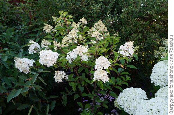 Vanille Fraise в середине июля.