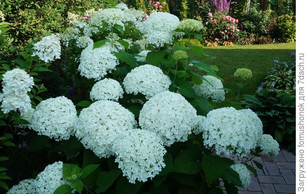 Любимица Bounty.