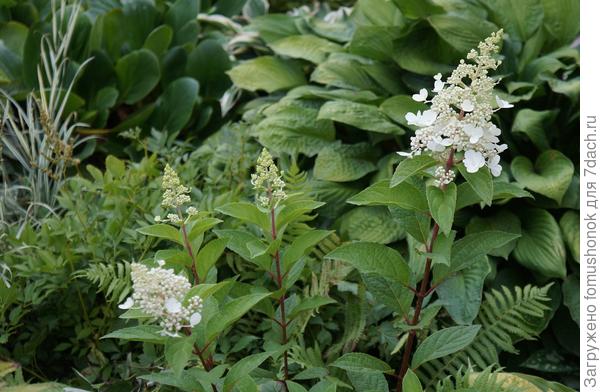 Приобретение этого года - малышка Pinky Winky.