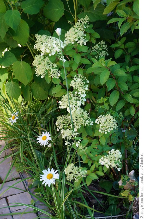 Bobo - низкорослый сорт метельчатой гортензии.