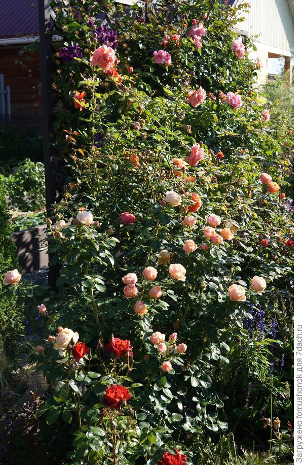 1 сентября. Тепло, солнечно, небольшие дожди.