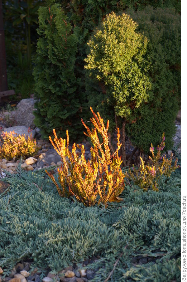 А на этом фото за вереском в лучах заката видна хвоя туи &quot;Teddi&quot;. Как видите, тоже - &quot;иголочки&quot;...