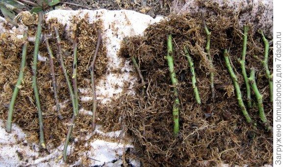 Весной они вот так выглядели.