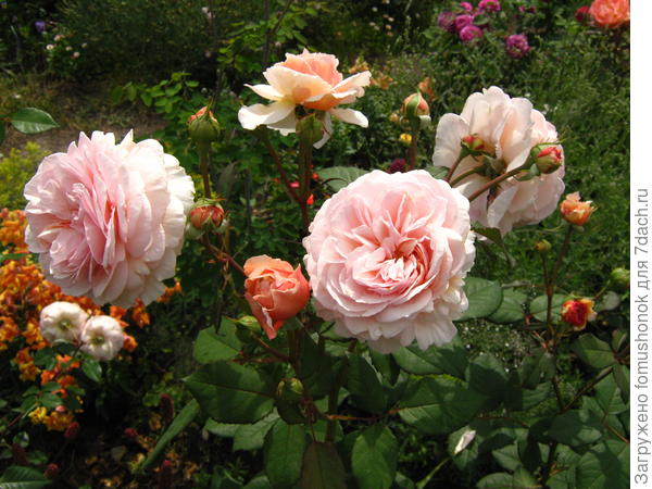 Это A Shropshire Lad. Молодой куст.