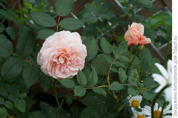 Здесь черенок старше ещё на год. Похож на &quot;маму&quot;, правда?.. И строение цветка, и количество лепестков...