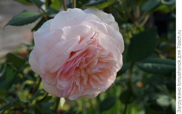 Цветок материнского растения покрупнее.