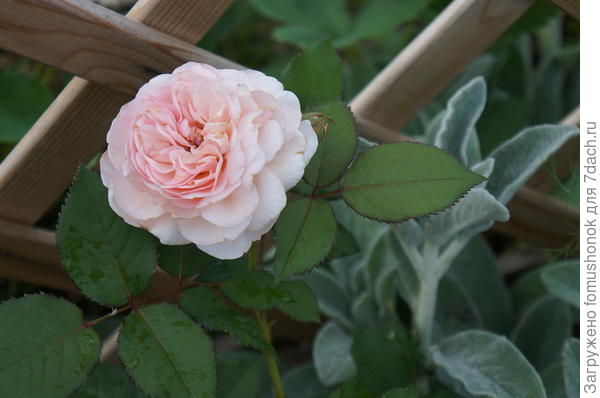 Это первый цветок черенка. 2017 год.