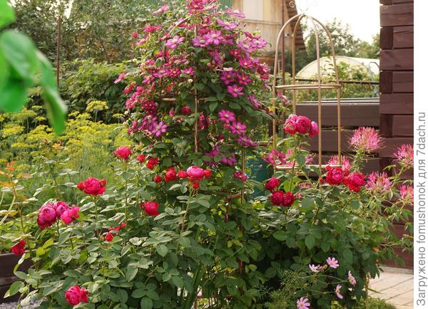 Вот мои Ascot. Справа от клематиса &quot;мама&quot;, слева - черенок-&quot;дочка&quot;.