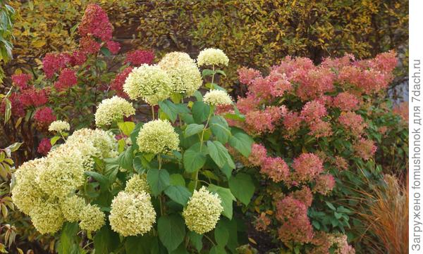 Осенние краски.