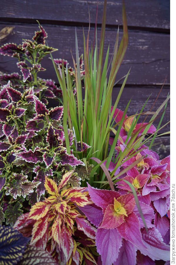 Ещё "горшечное".