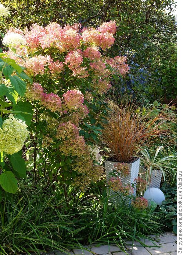 Ковыль "Фейерверк".