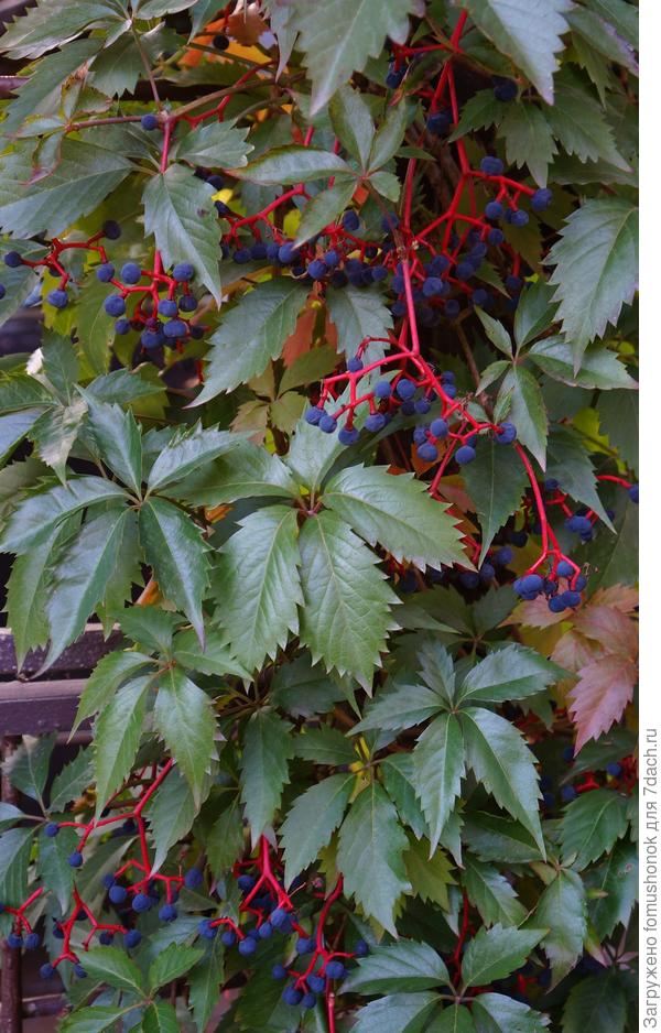 Девичий виноград.