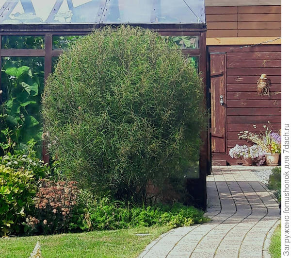 Крушина наконец-то отросла и даже получила стрижку! )) Зимой опять обмёрзнет по уровень снега...