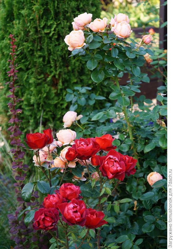 Розы осени.