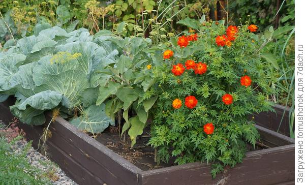 И вот такая "огородная". Планировалась низкорослой.))