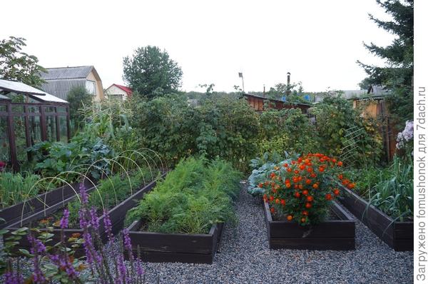 В этом году было так: в самой левой грядке видны батун, кабачки и романеско, там же брюква, был горох… Вторая и третья грядки — лук уже убран, осталась морковь. На четвёртой за космееей — баклажаны, за ними капуста… В правой грядке — порей, сельдерей, за ними свёкла растёт и был лук посажен…