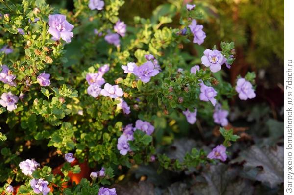 Да, у нас бакопа однолетник, к тому же, как нам сказали, &quot;махровая&quot; размножается вегетативно, поэтому и сохраняем-черенкуем.)