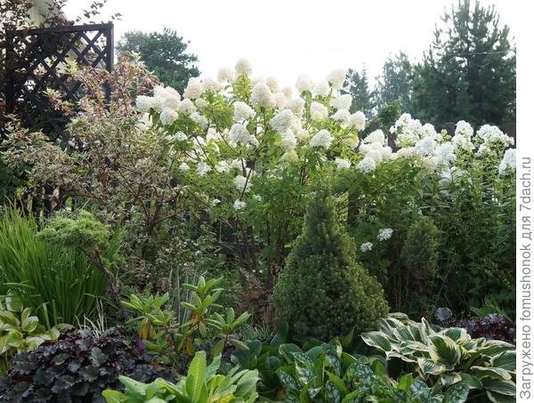 Ближе к осени одну основательно пришлось постричь - буду вести теперь в штамбовой форме.  В эту зиму прикрыла притеняющей сеткой. Посмотрим, как пойдут дела дальше.