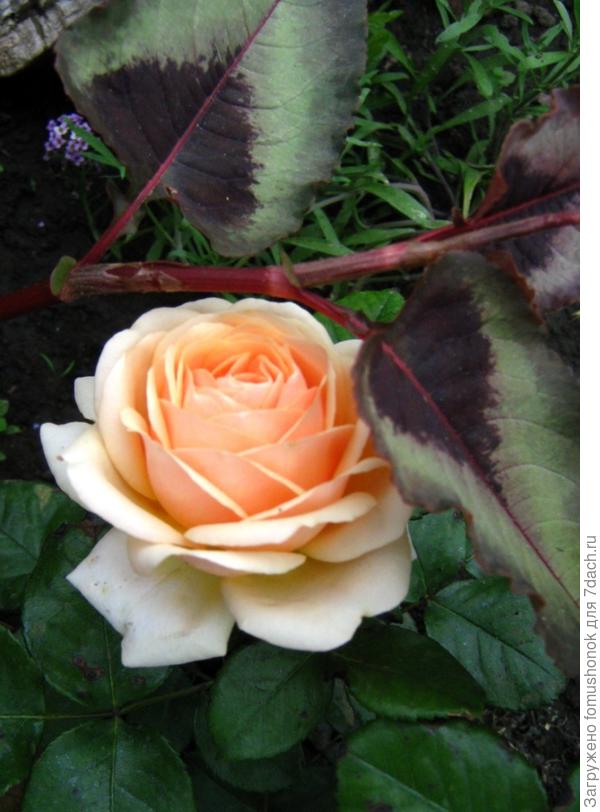 Более наглядных фото, к сожалению, не сделала.))