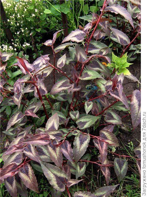 2011 год. Желательно побеги прищипывать жля более компактной формы.