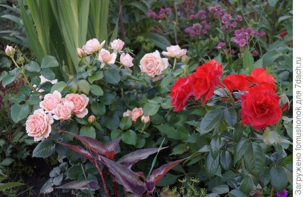 Подсаживала я его и к розам.