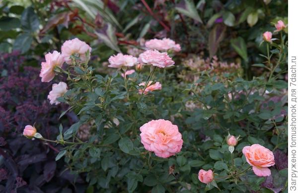 Здесь он фоном.)