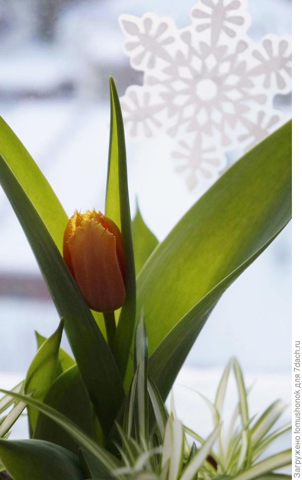 С Масленицей, друзья! Всем приятного аппетита и весеннего настроения!