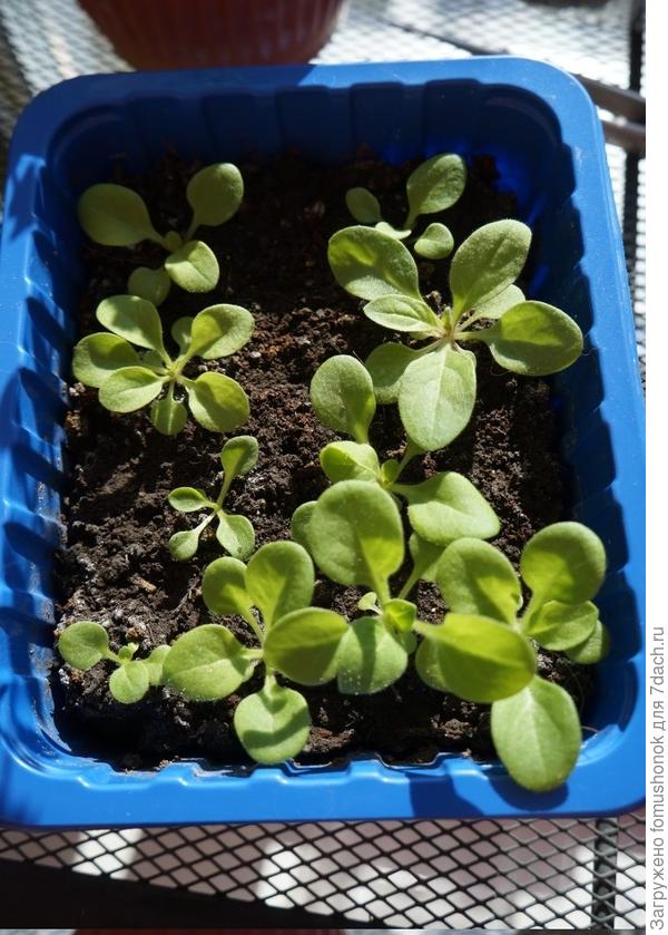 Сегодня буду пикировать.