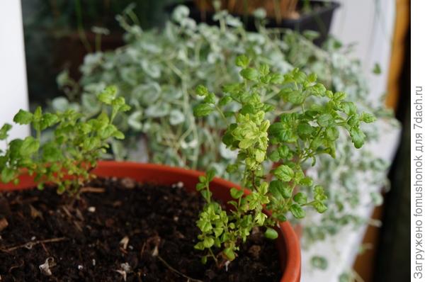 Надо собраться с духом и выбросить уже эти уставшие маточники.