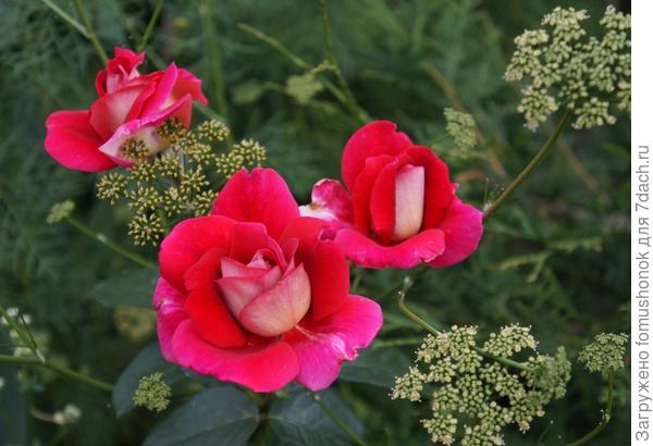 Хотя, как видишь, и простой тмин его неплохо может заменить.:D