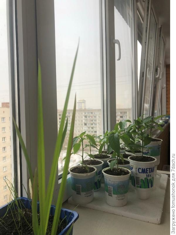 :D ;) На рассаду не смотрим!:D Она растёт  без досветки и подкормок; меня вполне устраивает; высаживаю всегда с перчиками...