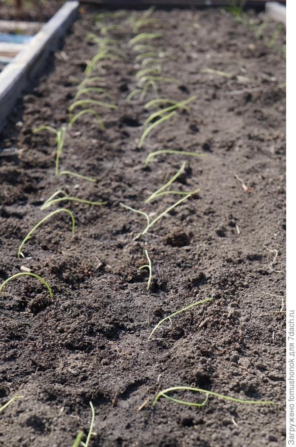 Высадила рассаду лука.