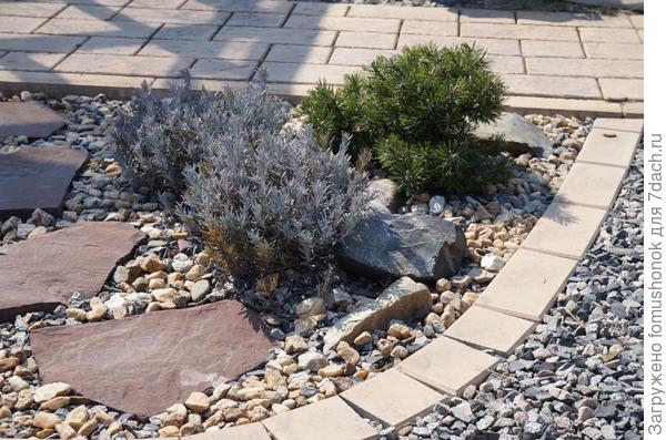 Сосна и андромеды.