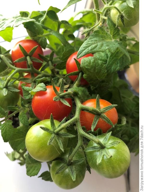 В городе на подоконнике регулярно поспевают томатики "Балконное чудо".